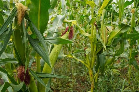 Corn in the field. Corn plantation Stock Photos