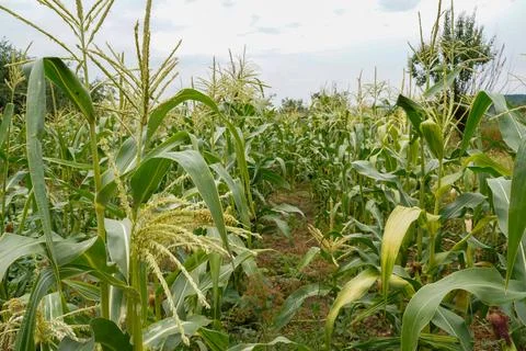Corn in the field. Corn plantation Stock Photos