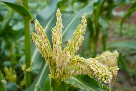 Corn in the field. Corn plantation Stock Photos