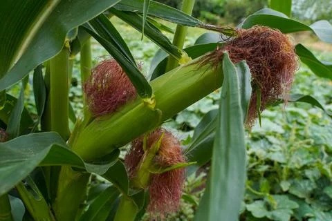 Corn in the field. Corn plantation Stock Photos