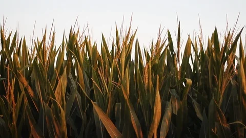 Corn Field With Corn Plants Scary Moving Video stock 113426229