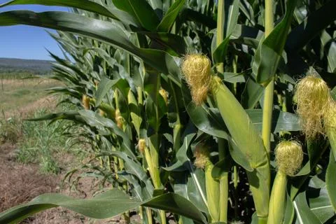 Corn field with corn pods Stock Photos