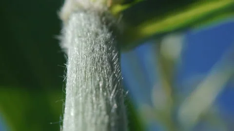 Corn field. Corn stalk macro footage. Stock Footage 114800233