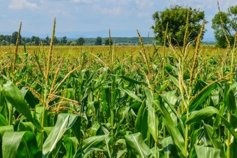 Corn field. Corn is still green. Stock Photos