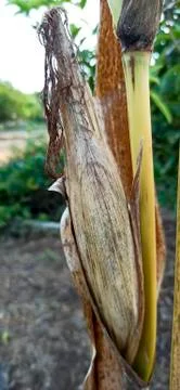 Corn in the field ( Corn on the trunk ) Stock Photos