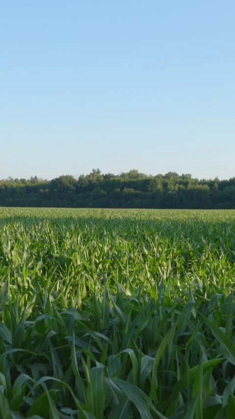 Corn field on countryside daylight Stock Footage 279552908