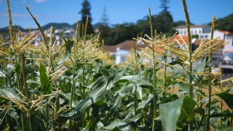 Corn field in the countryside Stock Footage 94747336