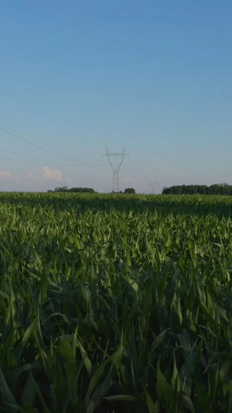 Corn field on countryside Stock Footage 279552276