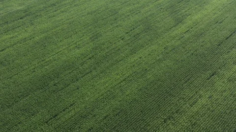 Corn field crop from high altitude 4K aerial video Stock Footage 121627991