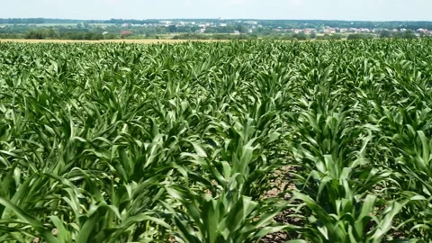 Corn field, crop ripening, flight near the corn field. Corn. Stock Footage 202073931