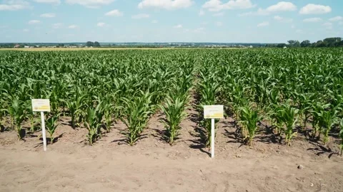 Corn field, crop ripening, flight near the corn field. Corn. Stock Footage 202074154