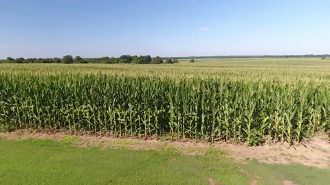 Corn field crops in Tennessee drone Vídeos de archivo 136690265