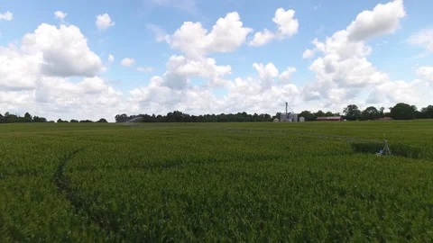 Corn field crops in Texas on farm Stock Footage 136690127