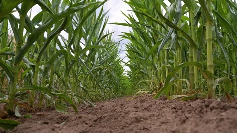 Corn field, cultivated corn cob start to grow, harvest in the summer Stock Footage 246714919