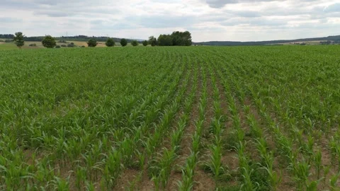 Corn field, cultivated corn cob start to grow, harvest in the summer Stock Footage 313123990