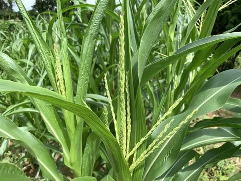 Corn field cultivation Stock Photos