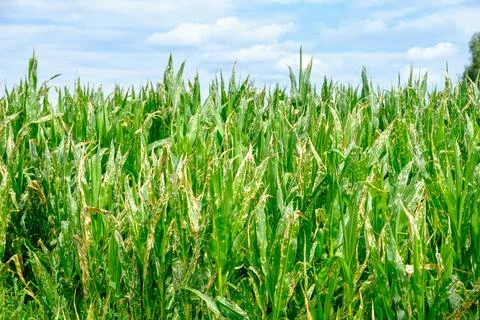 Corn field damaged by herbicide Stock Photos