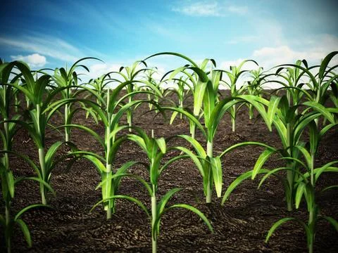 Corn field. Depth of field effect. 3D illustration Green field with depth ... Foto stock