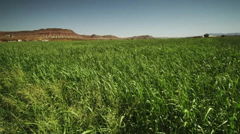 Corn Field in Desert Stock Footage 62888692