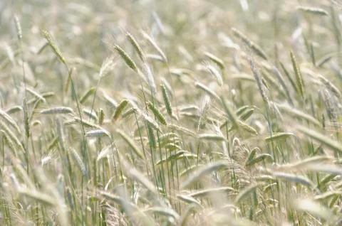 Corn field, detail, ears Stock Photos