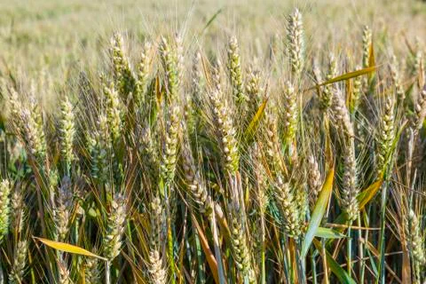 Corn field in detail Stock Photos