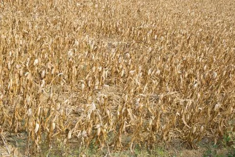 Corn field devastated by drought. A symbol of climate change Stock Photos