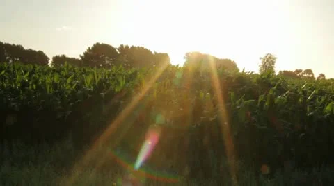 Corn Field Direct Sun Wide.mp4 스톡 동영상 10732532