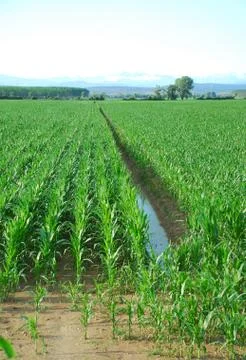 Corn Field Ditch Foto stock