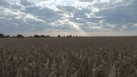 Corn Field With Dramatic Clouds And Sun Rays In The Background At Sunset Stock Footage 316713450