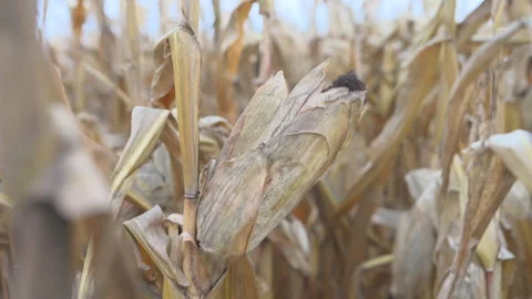 Corn field with dried plants (50p, 10 bit, 4:2:2) Stock Footage 255424425