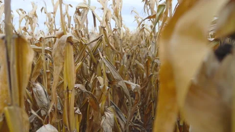 Corn field with dried plants (50p, 4:2:2, 10 bit) Stock Footage 255424436