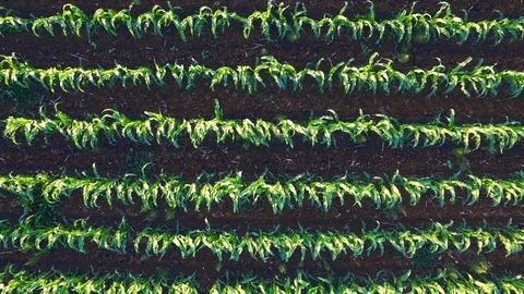 Corn Field Drone Aerial Shot. Stock Footage 91024008