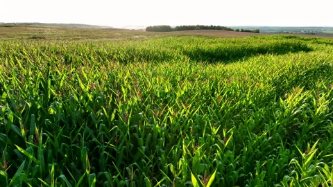 Corn field, drone aerial view. Green field, Agricultural landscape Stock Footage 218353509