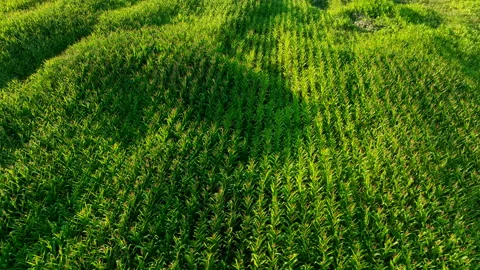 Corn field, drone aerial view. Green field, Agricultural landscape Stock Footage 218354406