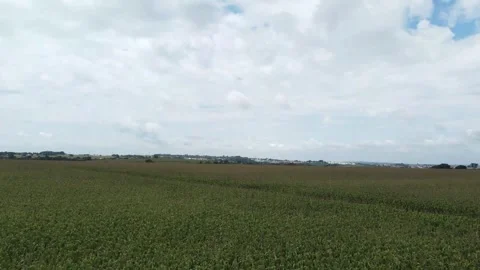 Corn field drone flight sunny day 스톡 동영상 241256235