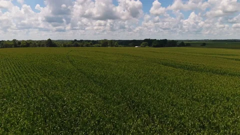 Corn field by drone Stock Footage 136688957
