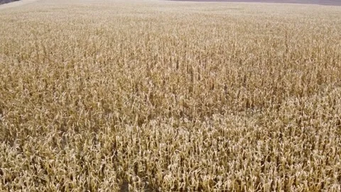 Corn field, drone shooting, autumn, Ukraine Stockbeeldmateriaal 164677650