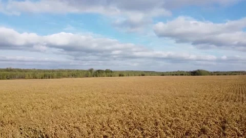 Corn field, drone shooting Stock-Footage 142055226