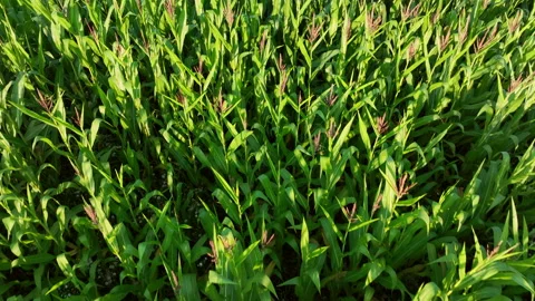 Corn field, drone view. Corn on the green stalk in the field. Stock Footage 213283036