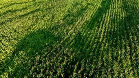 Corn field, drone view. Corn on the green stalk in the field. 動画素材 218353529