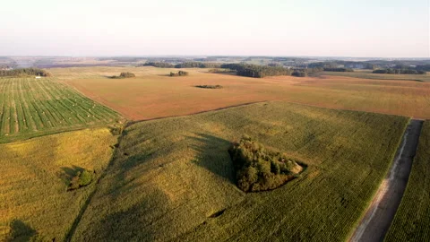 Corn field, drone view. Farm field on sunset. Rural landscape, aerial view. Video stock 269354036