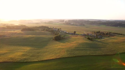 Corn field, drone view. Farm field on sunset. Rural landscape, aerial view. Video stock 269354497