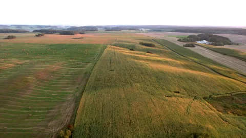 Corn field, drone view. Farm field on sunset. Rural landscape, aerial view. Video stock 269356392