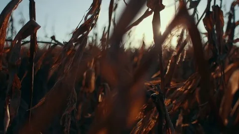 Corn Field During Bright Sunset (Dolly Left) Stock Footage 81530095