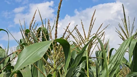 Corn in the field during flowering and pollination. Stock Footage 304943422