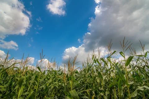 Corn field during flowering and ear formation against a blue sky with clouds. Stock Photos
