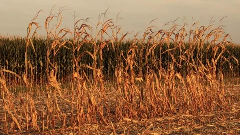 Corn Field During Golden Sunset Stock Footage 116484988