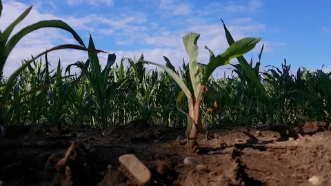Corn field during sunny bright summer day. Low angle close to the ground Stock Footage 93123886