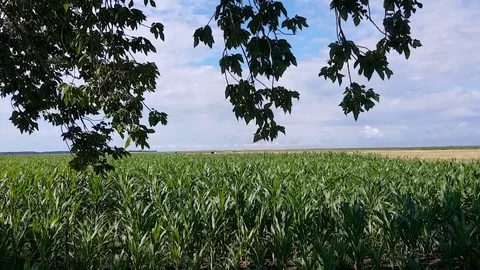 Corn field during a sunny summer day. Camera pans to left Stock Footage 93123866