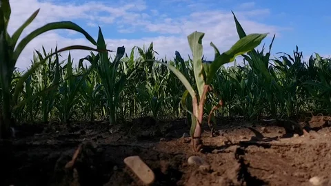 Corn field during a sunny summer day. Camera rises above the field Video stock 93123876